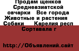 Продам щенков Среднеазиатской овчарки - Все города Животные и растения » Собаки   . Карелия респ.,Сортавала г.